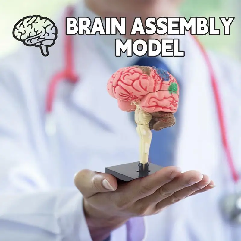 Human Brain Model Anatomical Model Teaching Med Model with Display Base  Color-Coded Artery Brain DIY Teaching Anatomy Model