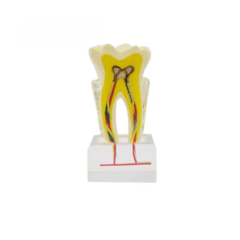 

6 times larger single dentals band nerve model anatomical model for dentals teaching