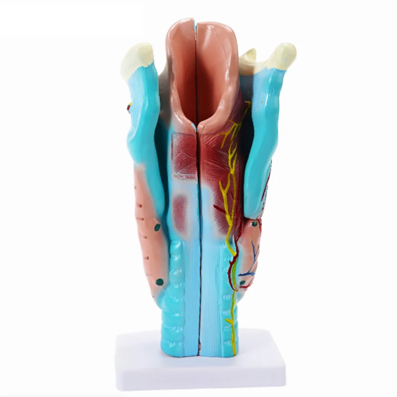 Magnified Human Larynx Anatomical Model Anatomy Throat Model for School Lab Upper Airway Anatomy And Physiology Courses