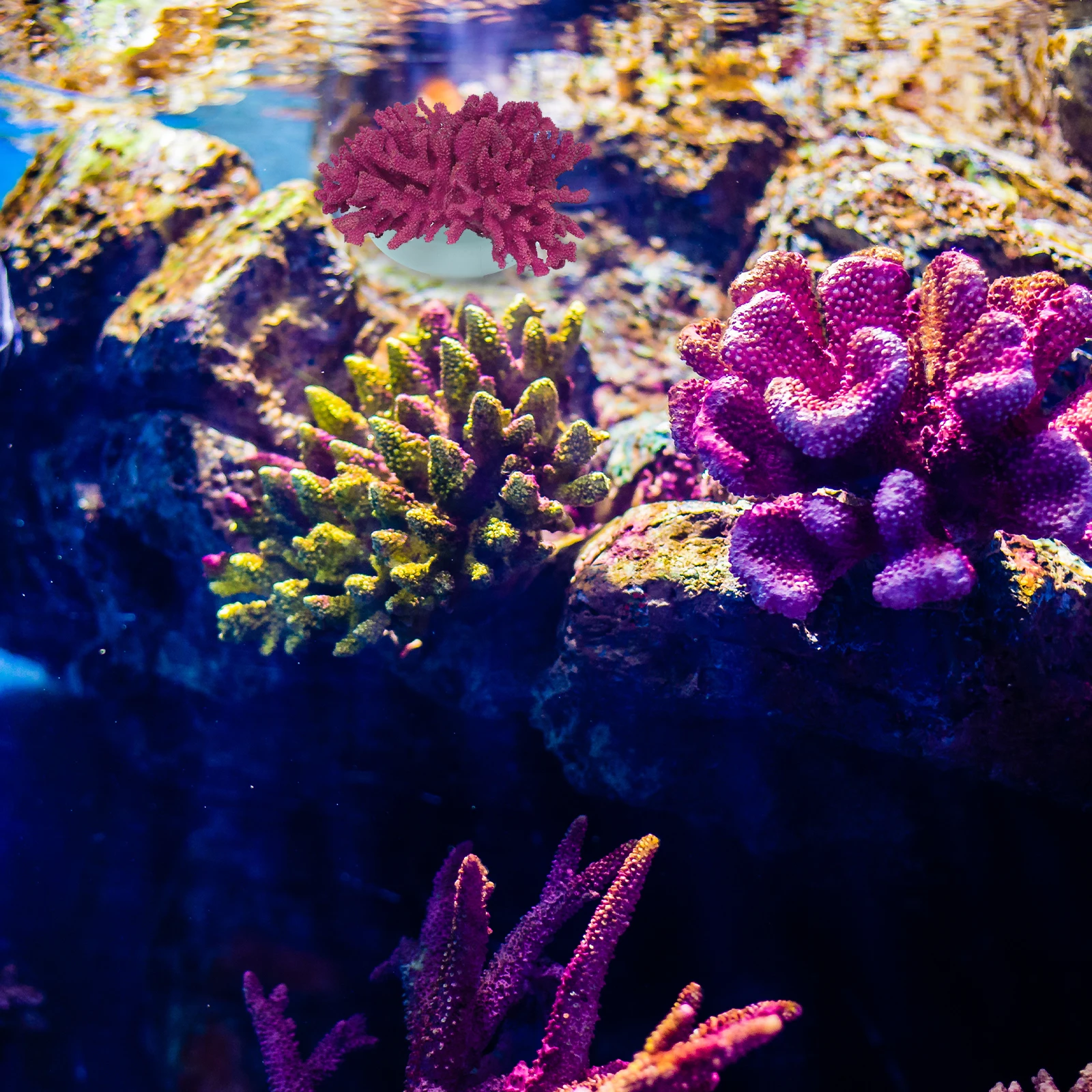 

10 PCS Aquarium Coral Support Fish Tank Accessories Breeding Bases Supplies Holder