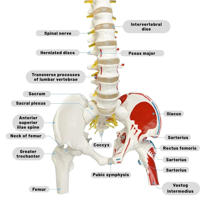 Modelo de columna vertebral para anatomía, arterios, columna Lumbar, faja Pelvic Fémur con soporte para estudio científico o educación del paciente