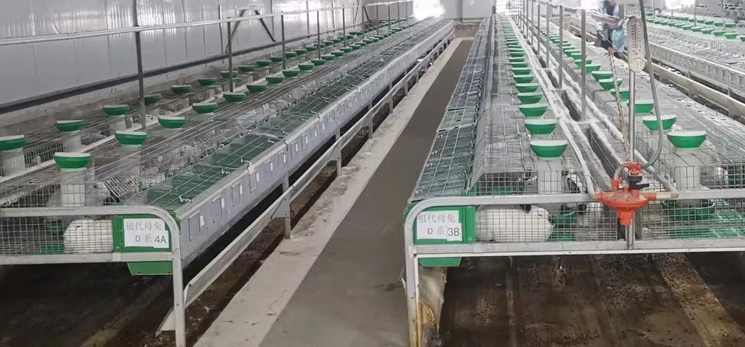 New European Style 12 Rabbit Cage Galvanized Wire Mesh H-Type Mother and Baby Rabbit Cage with 5 Year Warranty