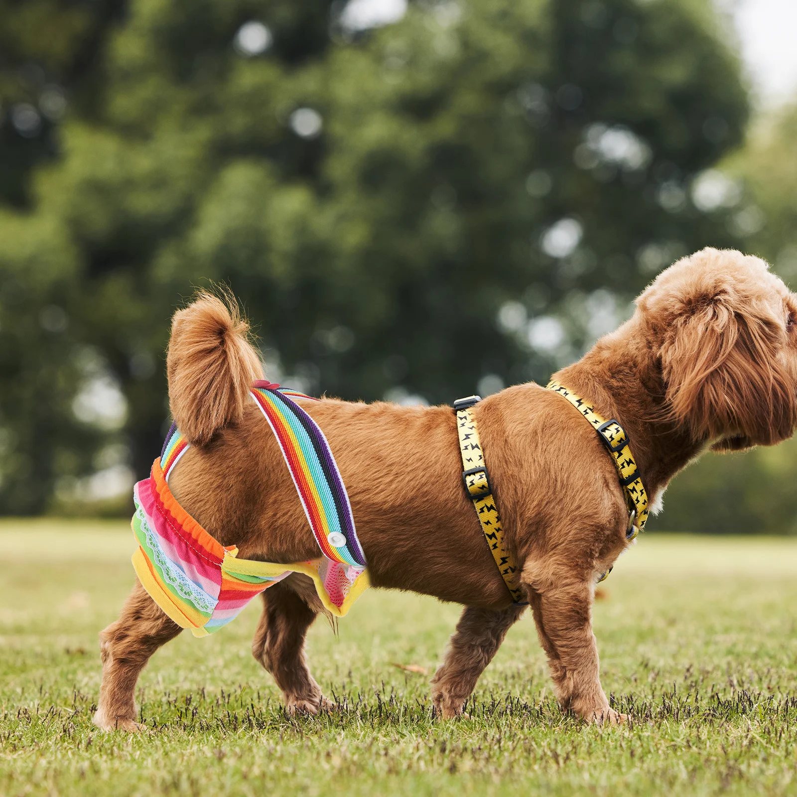 

Pet Dog Diaper Physiological Pants Female Sanitary Washable Menstruation Brief Small Size Random Color Puppy Underwear