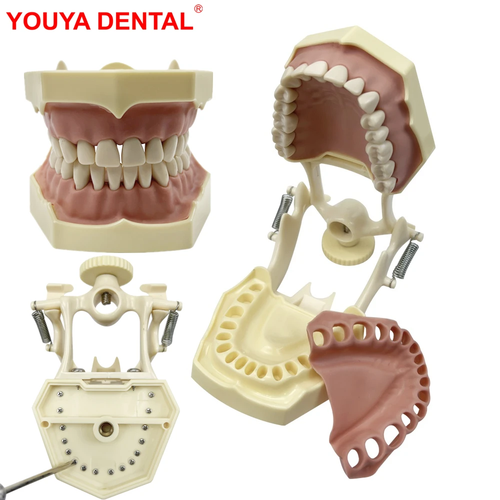

Dental Model Practice Gum Teeth Model Dental Technician Studying Teaching Jaw Training Typodont Model With Removable Tooth