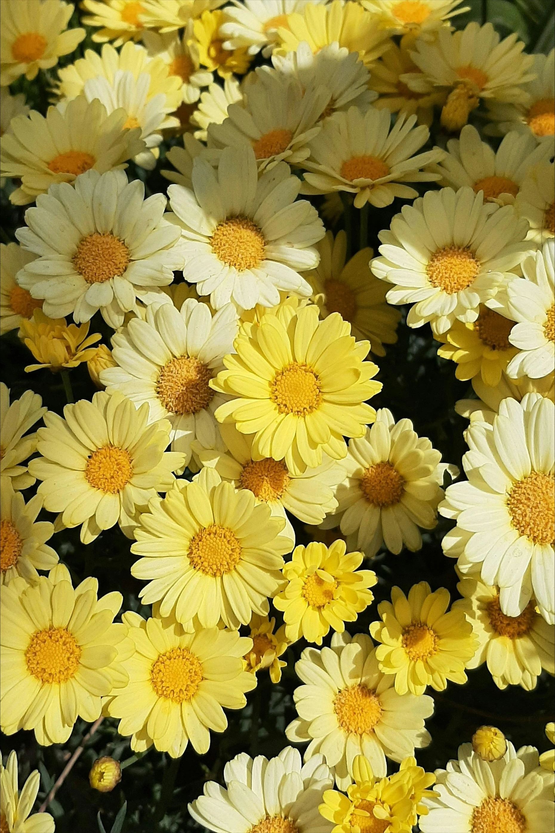 

Fresh Yellow Marguerite Daisy Jigsaw Puzzle, Dense Blooming Floral Art Living Room Wall Decor Brain Teaser Game