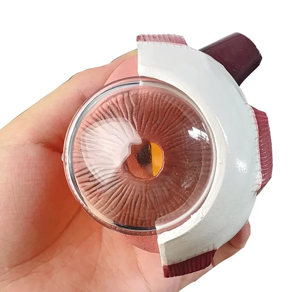 Cornea Eyeball Model Human Eye Model Human Eye Demonstration Teaching Prop Cataract Anatomy Medical Teaching Model YJM01