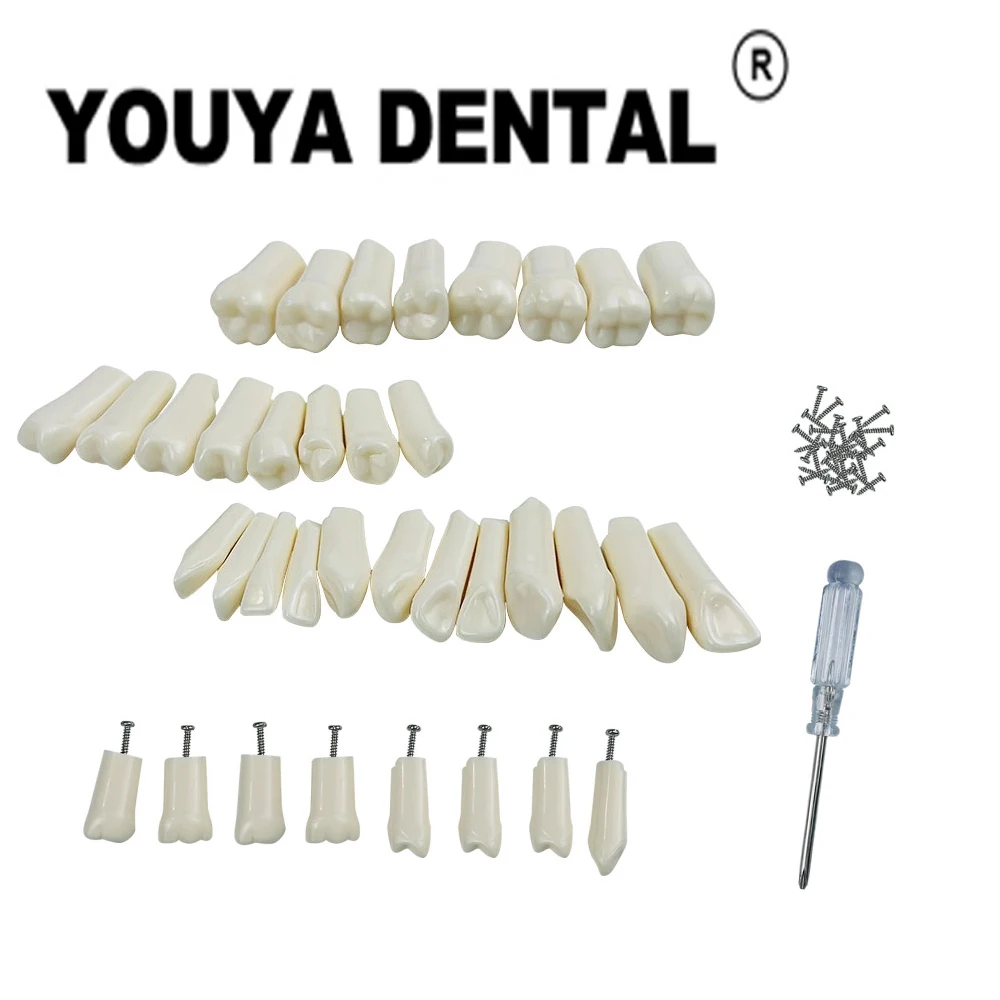 

Dental Tooth Model Full set of 28/32 Teeth Model For Dental Technician Student Replacement Removable Practice Training Studying