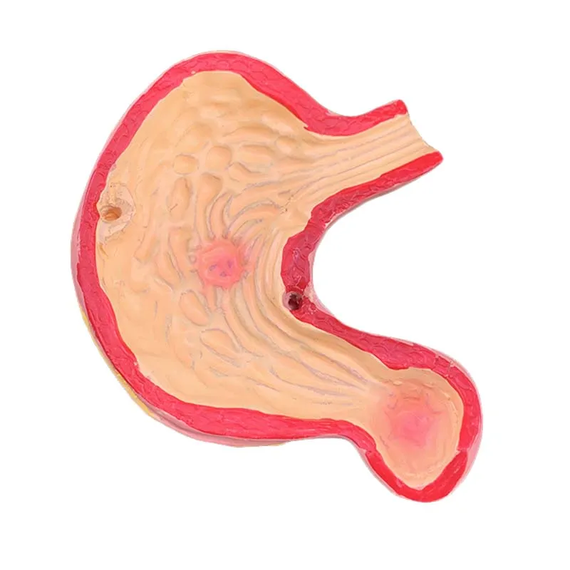 Modelo de anatomía del Sistema Quirúrgico humano, herramientas de enseñanza médica, envío directo