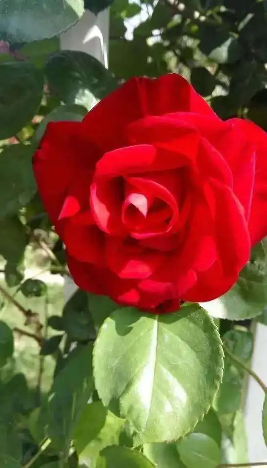 

Carplay Android 256 Qualcomm For KIA Optima K5 2010-2013 Multimedia Player GPS Navigation Auto Stereo Car Head Unit