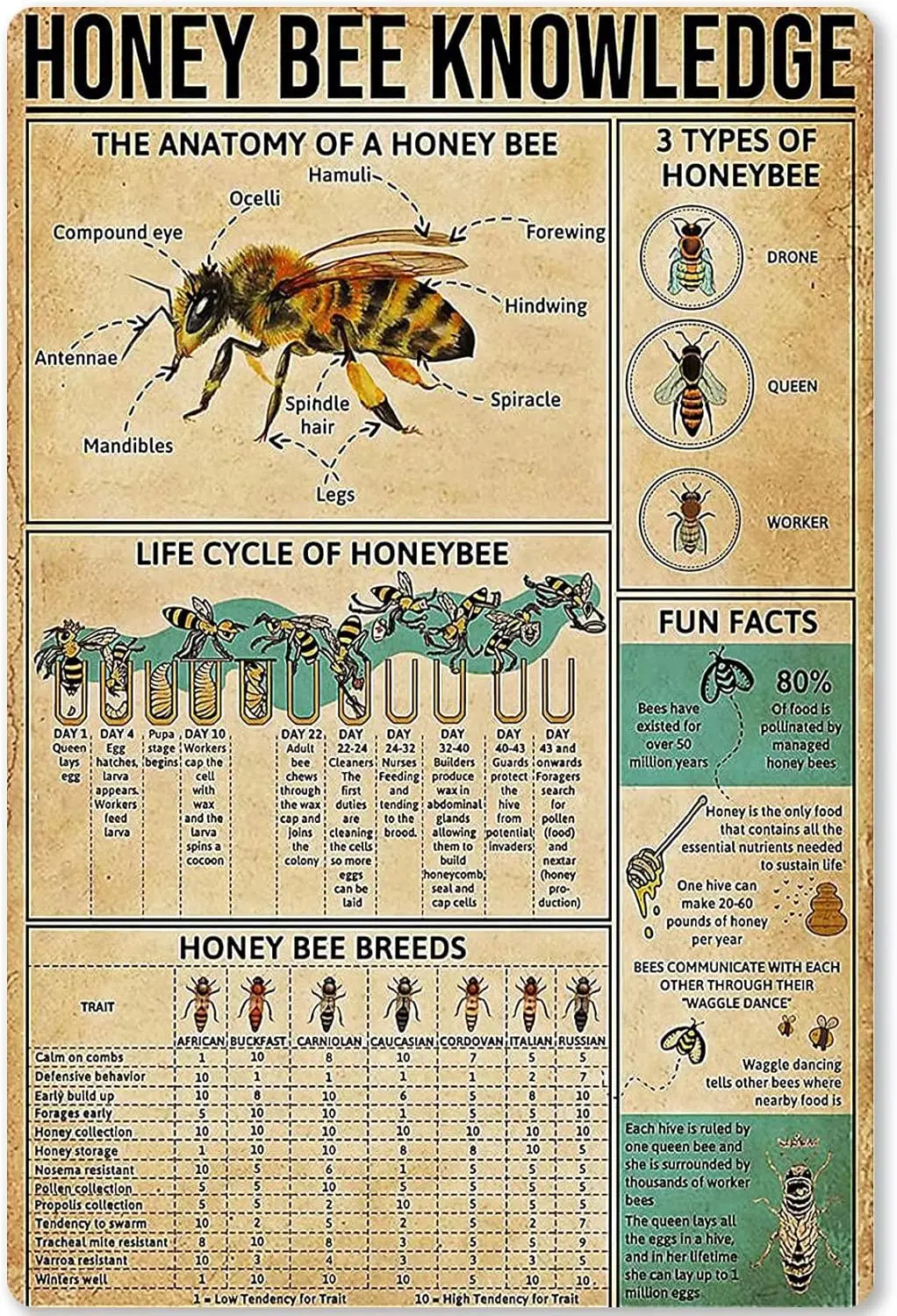 Plaque métallique éducative sur les abeilles : Informations et diagrammes d'élevage pour l'école, le bar, le café, le club et la maison