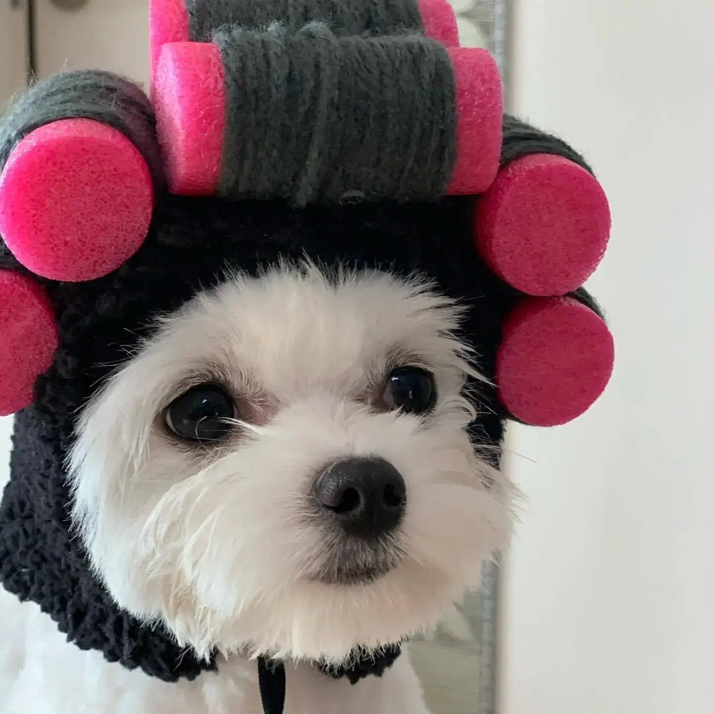 Pet Halloween Curly Hair Wigs Dress Up Costume With Adjustable Straps Buckle Unique Gifts For Dogs Cats