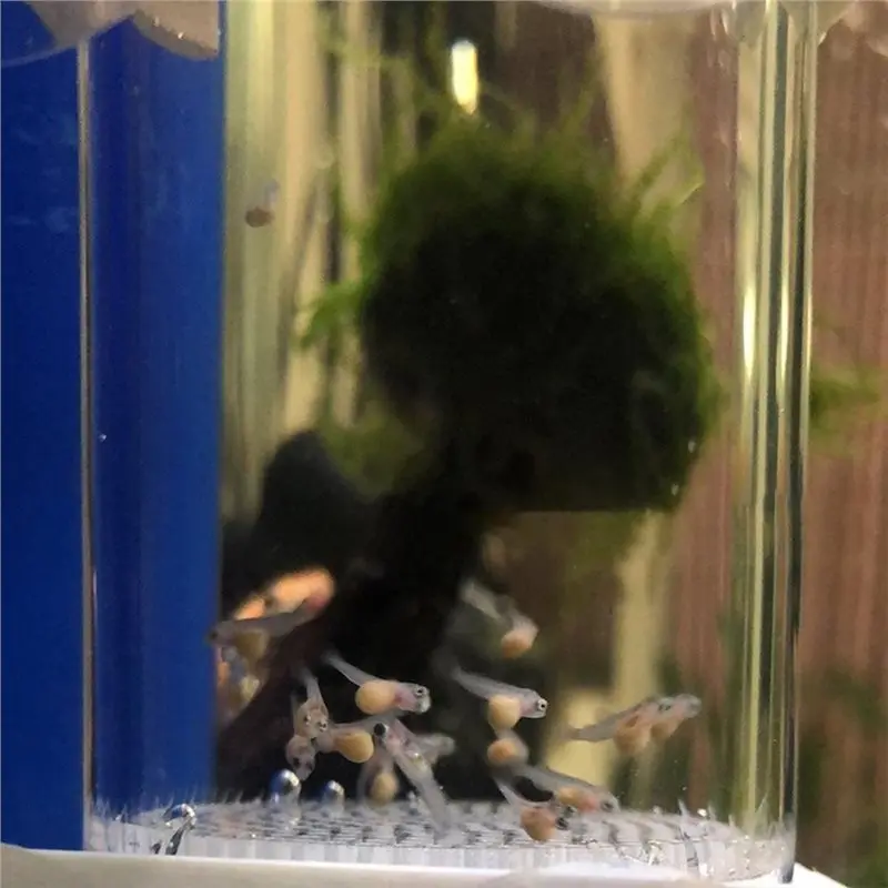 ABXF-Fish Egg Incubator 40Mm Fish Hatchery Mouth-Brooding Aquarium Cichlids Tumbler Accessories