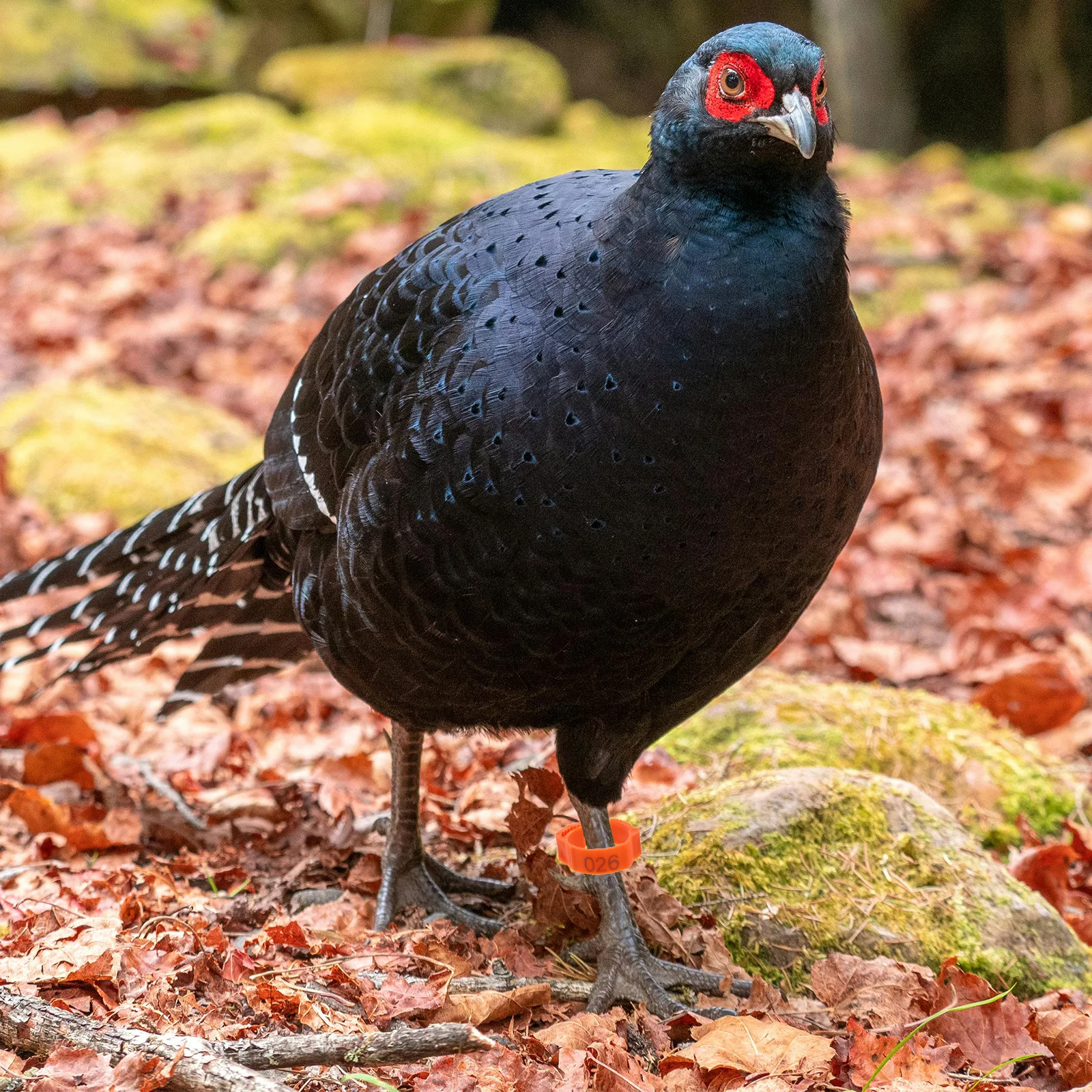 

100Pcs Poultry Leg Bands Heavy Duty Chicken Foot Rings Reusable Bird Identification Tags Farm Breeding Management Accessories