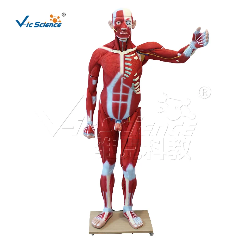 Male whole body muscle anatomical model 176cm (29 parts)