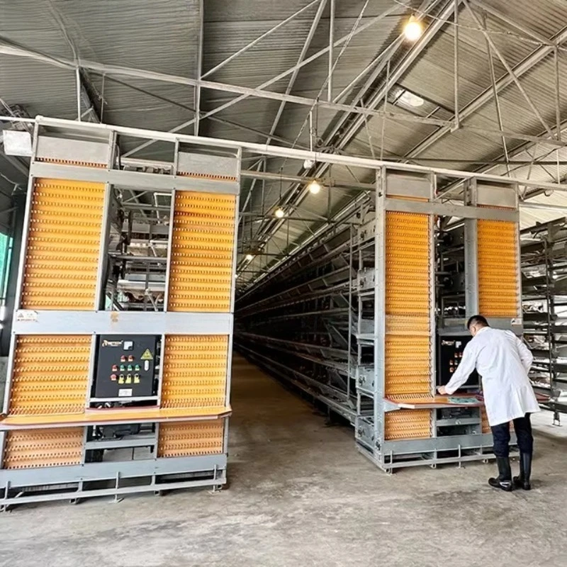 

40000 Birds Automatic Poultry Equipment Chicken Farming Feeding Cages H Type Egg Laying Hens Battery Raising System