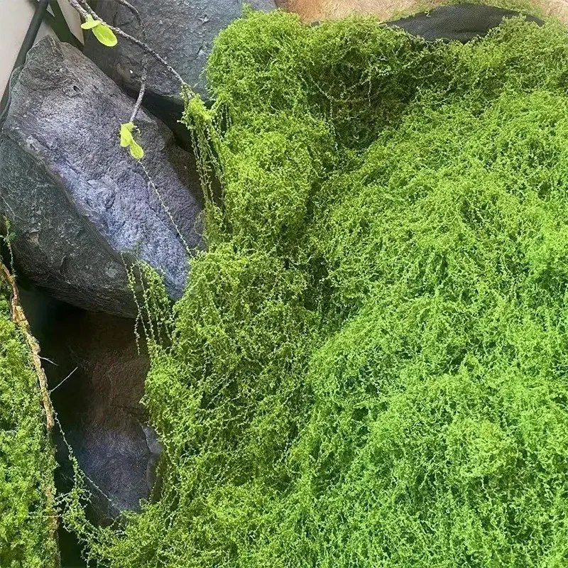 Muschio artificiale realistico - Sphagnum Moss Dry recensione e prezzo