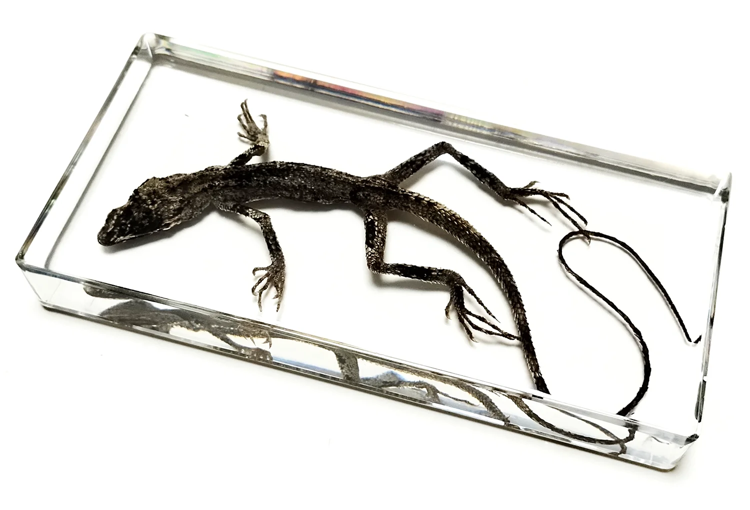 Lizard Specimens Model Animal Taxidermy Crafts Collection for Science Education & Desk Ornament Gifts