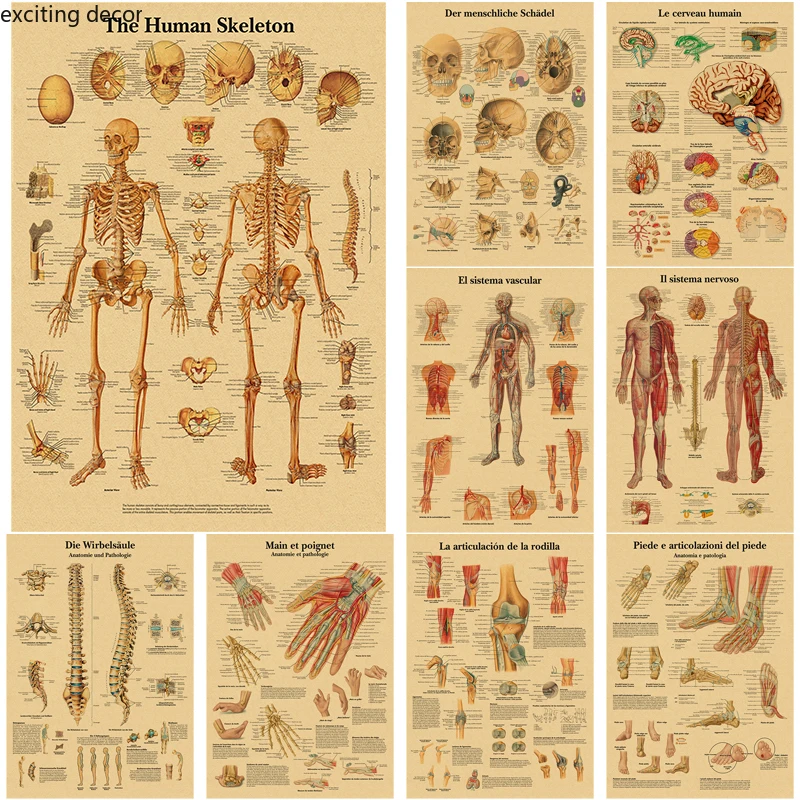 English German French Spanish Italian Version Anatomy The Body Structure Poster Retro Kraft Paper Medical Room Art Wall Decor