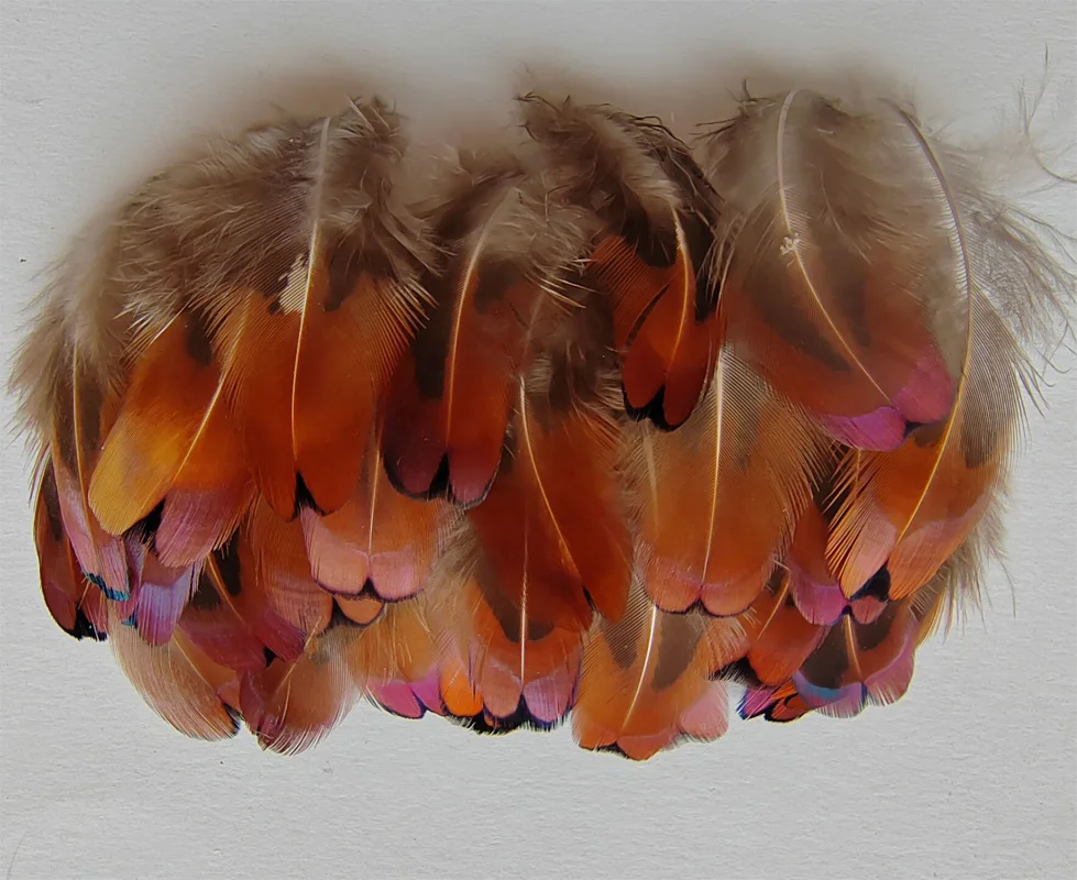 

200Pieces 4-6cm long Laced Heart Ringneck Pheasant Plumage Wholesale Feathers Craft Supply