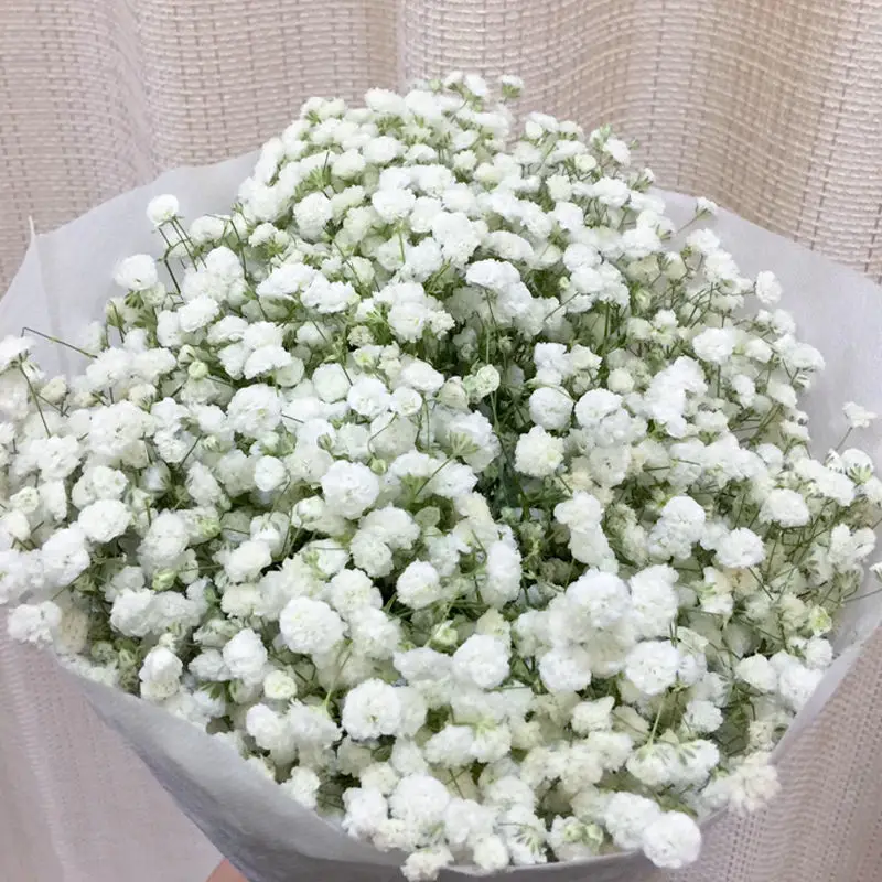 

20g/lot、30g/lot and 80g/lot white pink dried flowers gypsophila real natural bud flower for wedding home decor Colorful bouquets