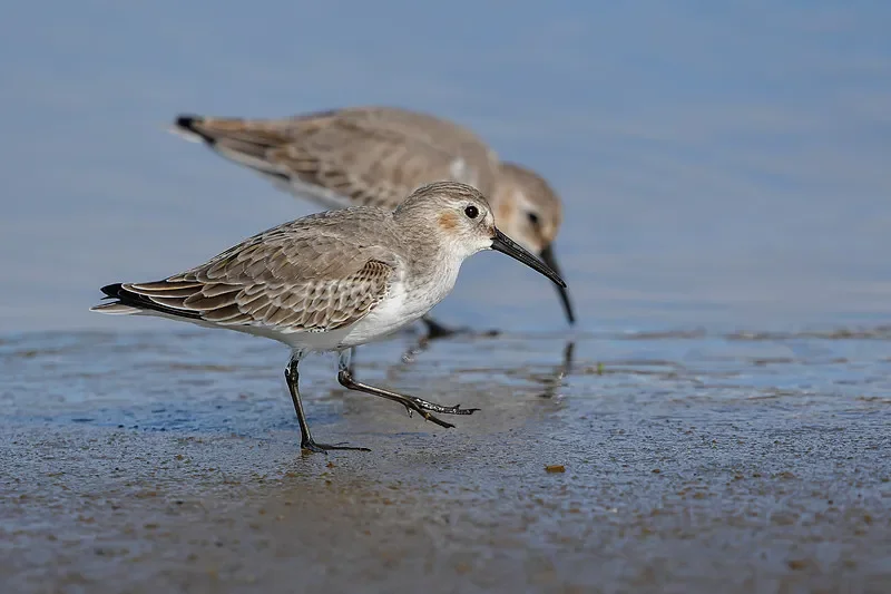 

9503E 1/16 4WD RC Off-Road Truck - 2.4G, 40KM/H High Speed Rock Climbing & Racing Toy