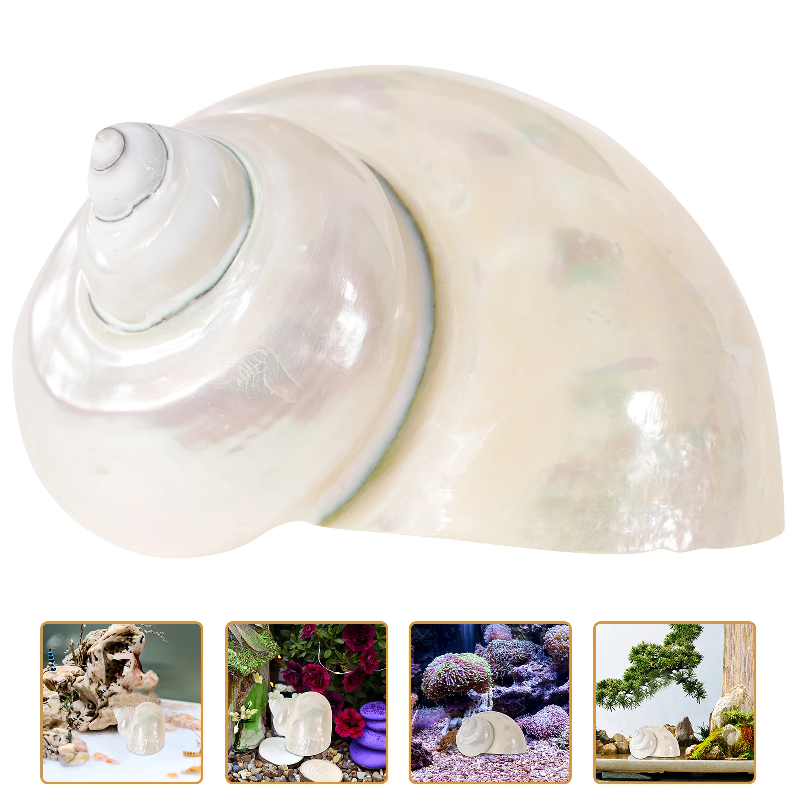 

1pcs Night Seashell Hand Delicate Conch Ornaments Painted Crab Shell Aquarium Decor Fish Tank Shells Conch Accessories