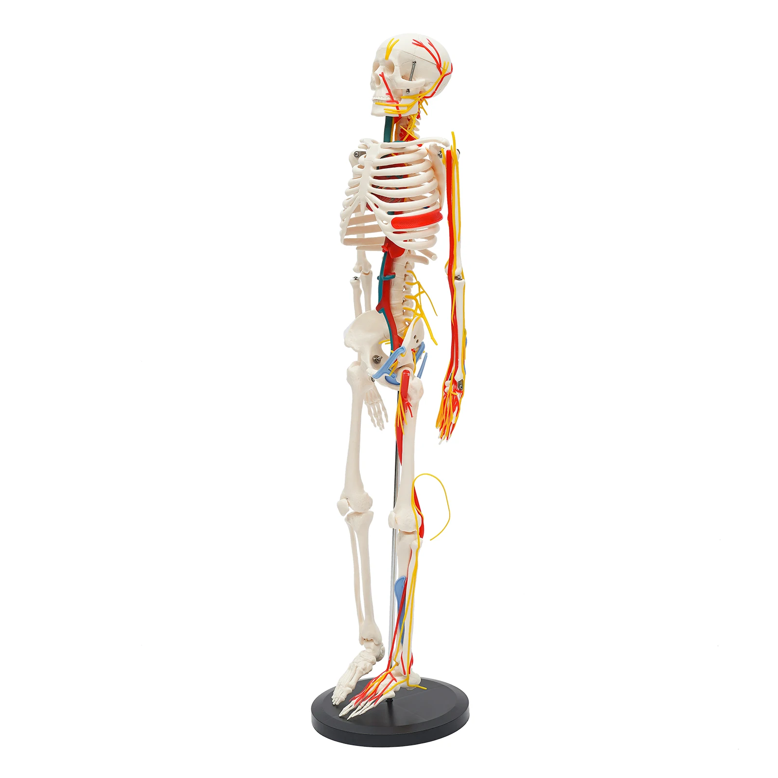 For Teaching Model 34" Model Skeleton Anatomical Human Anatomy Medical Stand Set