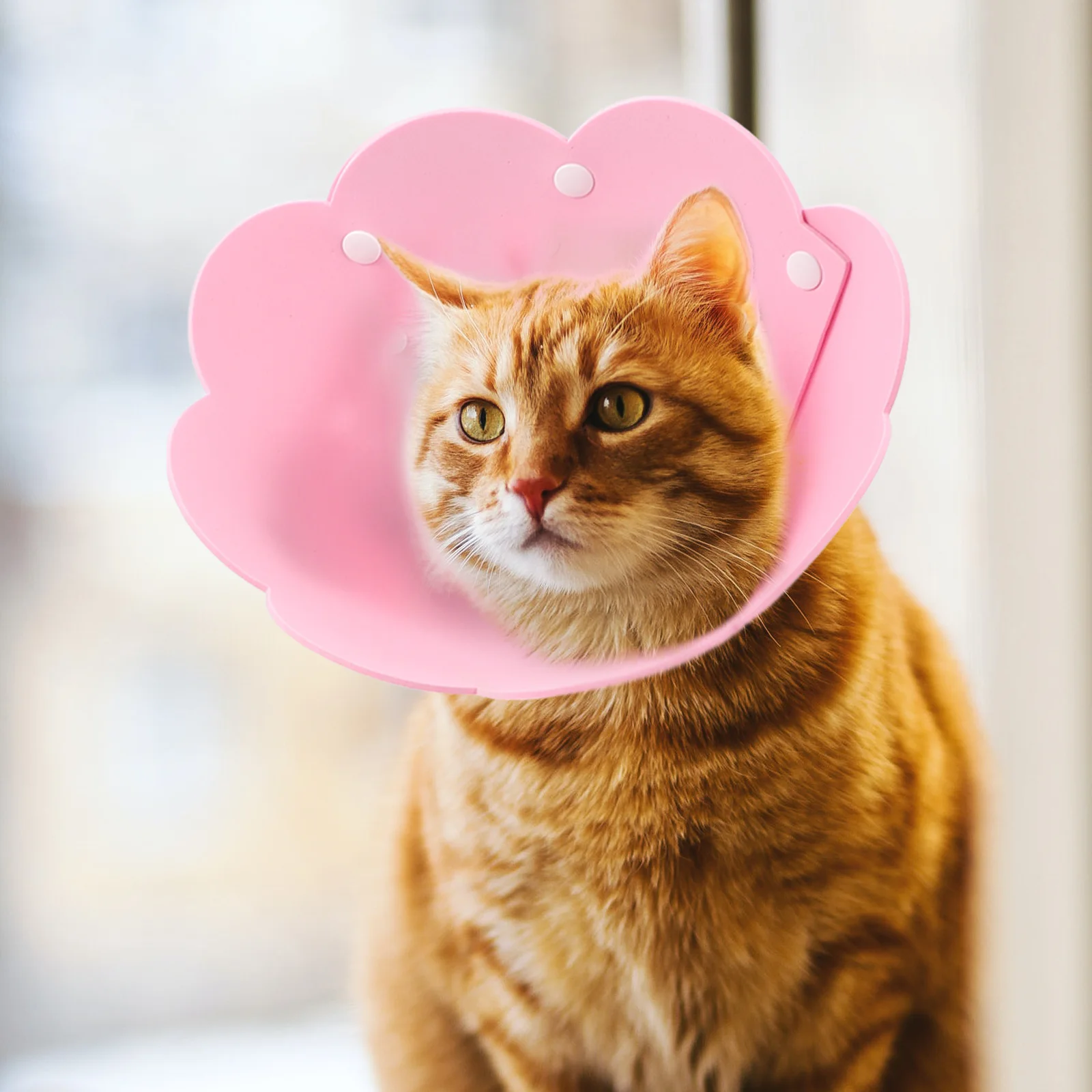 

3pcs Cat Collar EVA Elizabeth Circle Soft Recovery Protective Neck Circle for Cats Pink Yellow ange M Accessories