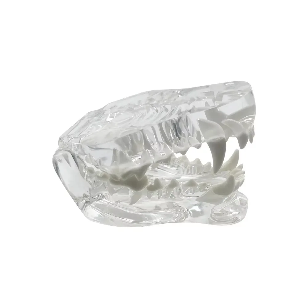 Transparent Dental Animal Resin Teeth Educational Removable Dental Teaching Canine Structurally Accurate Dog Cat Rabbit