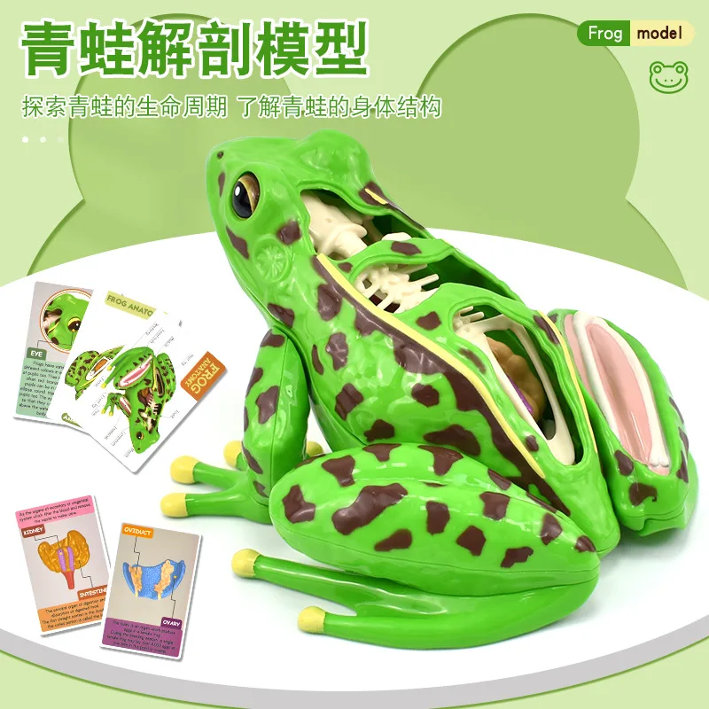 assembled-4d-frog-dissecting-science-education-model-detachable-biology-teaching-educational-novel-children's-toy