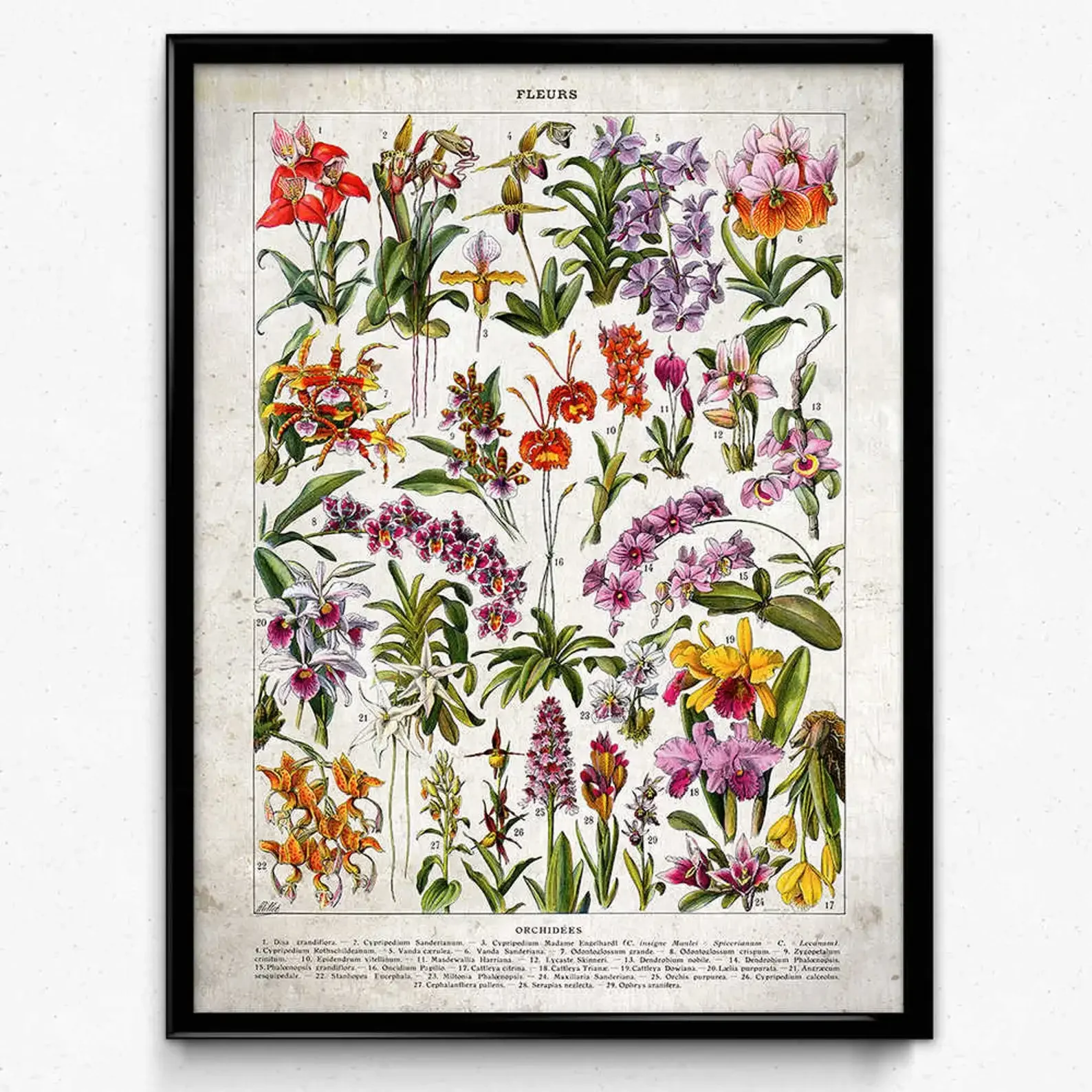 Wild Plant Poster Botanical Flower Tree Fruit School Education Decoration, Art Picture Print Silk Poster ,Home Wall Decor
