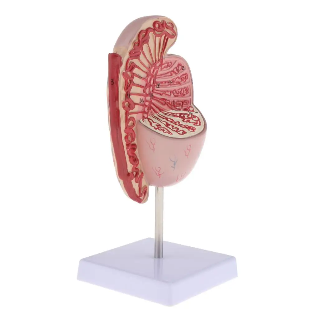 

Anatomy Testes Model Human Male Testis Organs Model 1: 3.5 Times Model