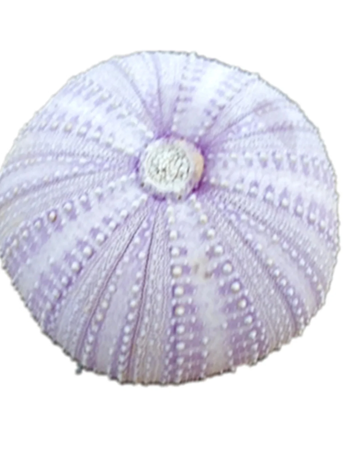 Natural Sea Urchin Shells: Pink, Purple, & 