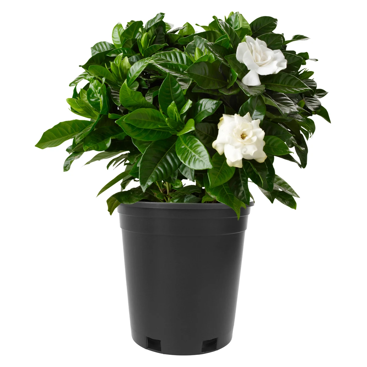 

5 pcs Large Flower Pots Black Thicken Bucket Pot Round Bucket Thicken Planting Pot Durable Home Balcony Decor