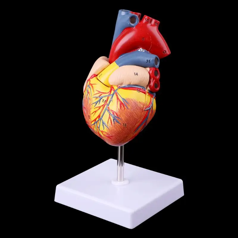 Herramienta enseñanza médica anatomía, modelo corazón humano anatómico desmontado