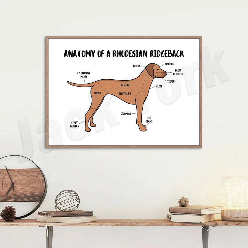 Anatomical animal poster of German shepherd, Rhodesian ridgeback, Weimaraner, golden retriever, flat-coated retriever, dachshund