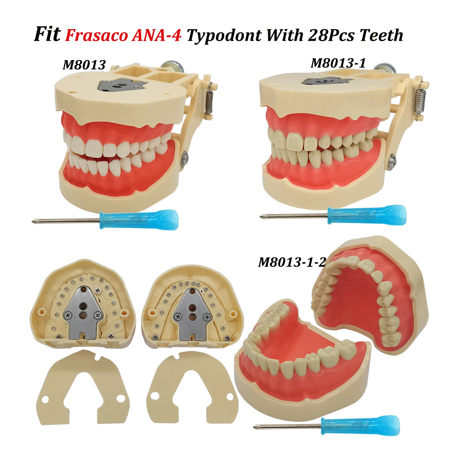 Frasaco ANA-4 AG3 Typodont Fit Dental Practice 28Pcs 32Pcs Screw-in Teeth Model Soft Gum Filling Restoration Teaching Stuyding