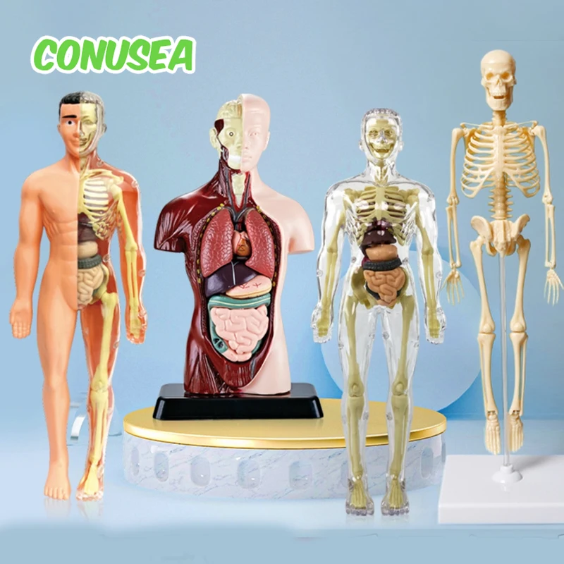 

Children's Educational Toys 3D Human Body Torso Model for Kid Anatomy Skeleton Anatomical Diy Organ Models for Student Teacher