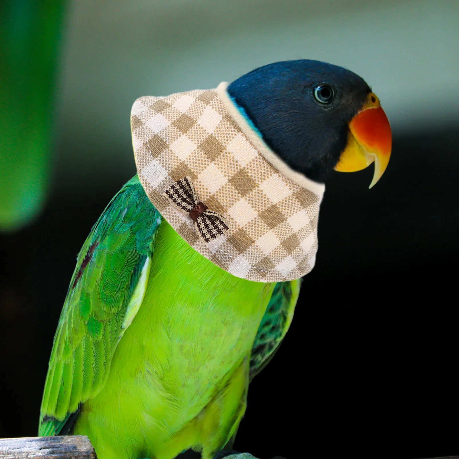 2 قطعة طوق واقي للحيوانات الأليفة للطيور مخروط الانتعاش خفيف الوزن للببغاوات الببغاوات الكوكاتيلات المضادة للطفل بعد الجراحة الرعاية