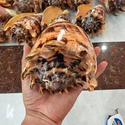 Imperial snail Natural big sea conch shell Home office ornaments Fish Tank Aquarium landscaping Collectibles