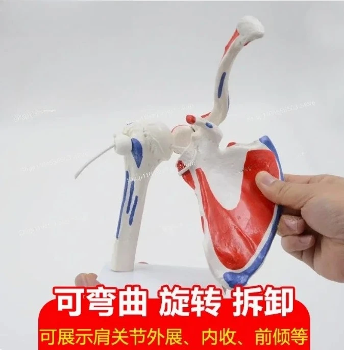 1:1 Life-sized 2parts Detachable Human Shoulder Joint Model Clavicle Shoulder Arthroscopy Surgery Demonstration Bone Model