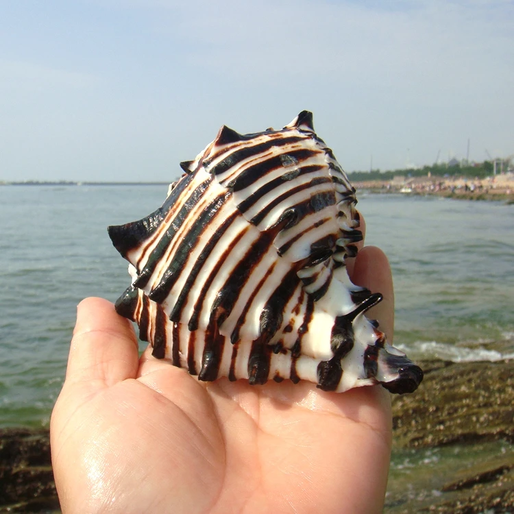 Natural Conch Shell Black Zebra Snail American Black Snail