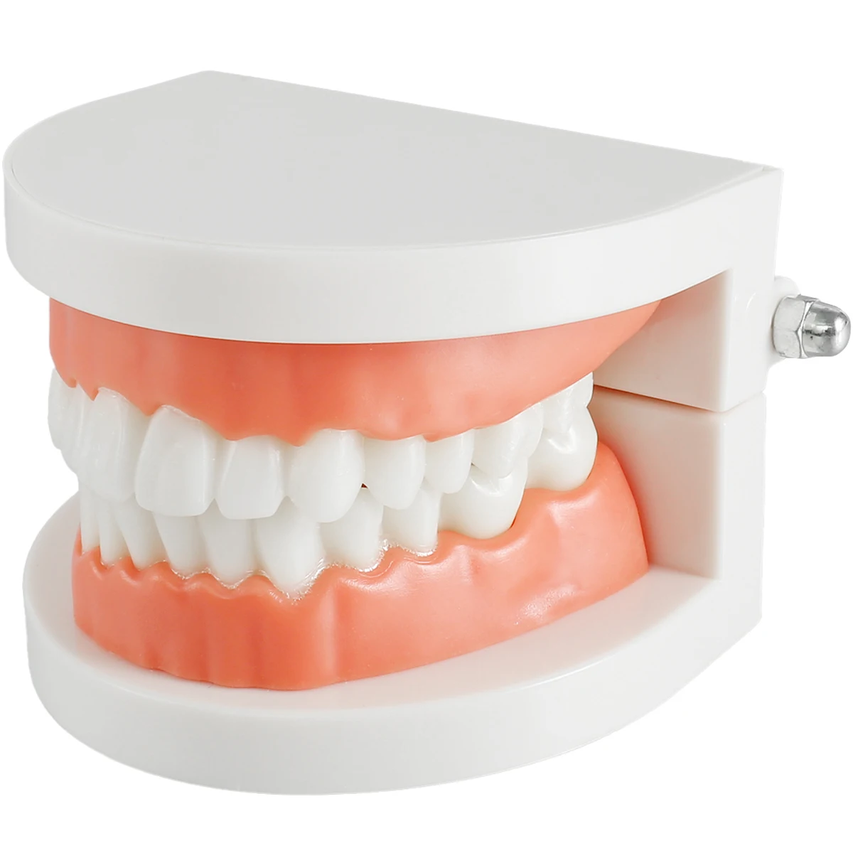 Standard Teeth Model Adult Standard Typodont Demonstration Denture Model for Kids Dental Teaching, Clean Display For School