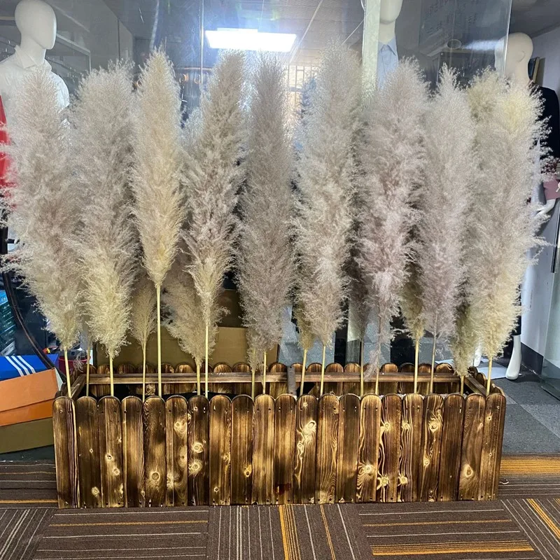 

80-120cm Large Pampas Grass Fluffy Natural Dryness Wedding Bouquet Tall Dry Flower Ceremony Modern Home Garden ​Decoration Reed