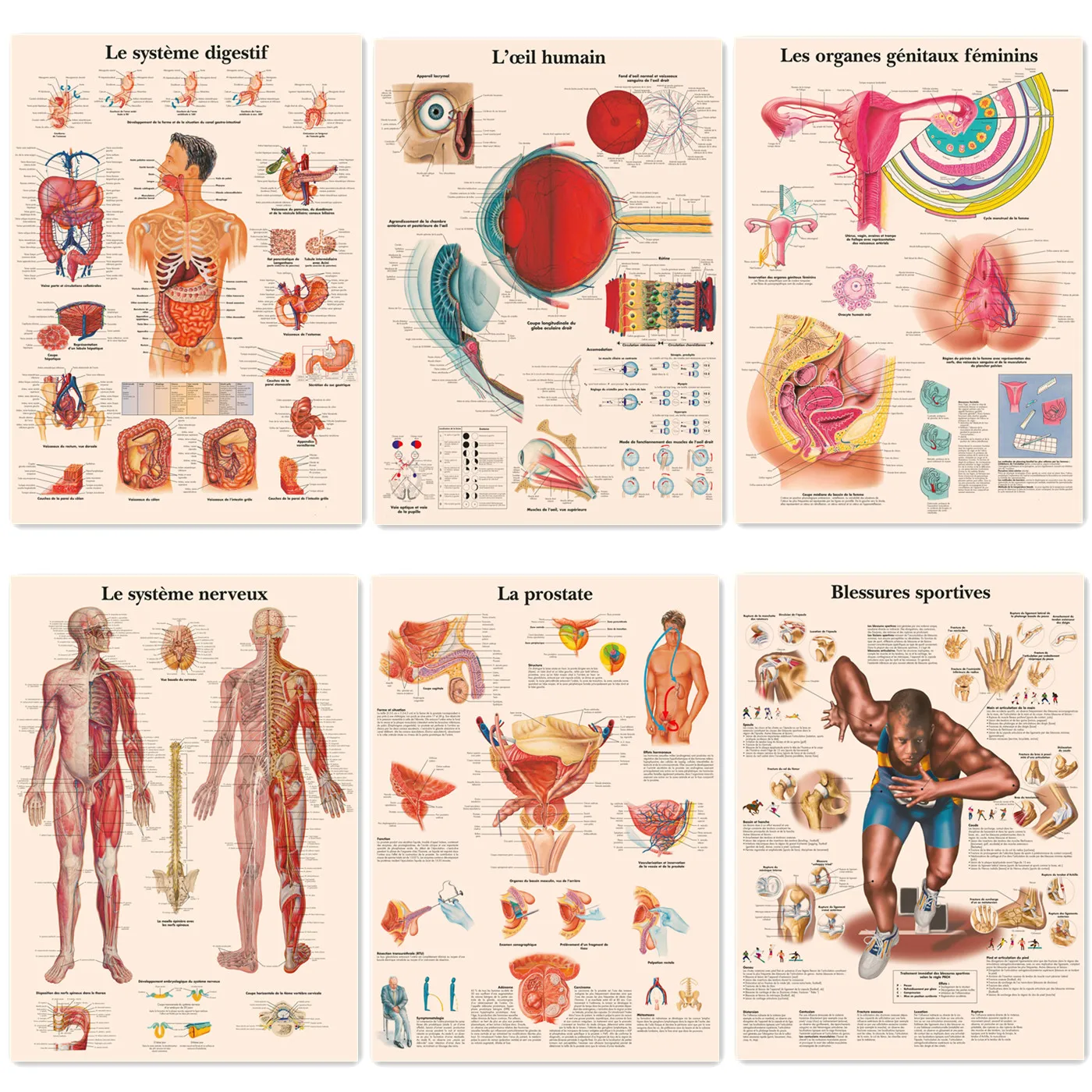 Gastrointestinal, Eye, Nervous System, Sports Injuries, Nervous Posters Prints (French) Human Anatomy Medical Wall Art Sticker