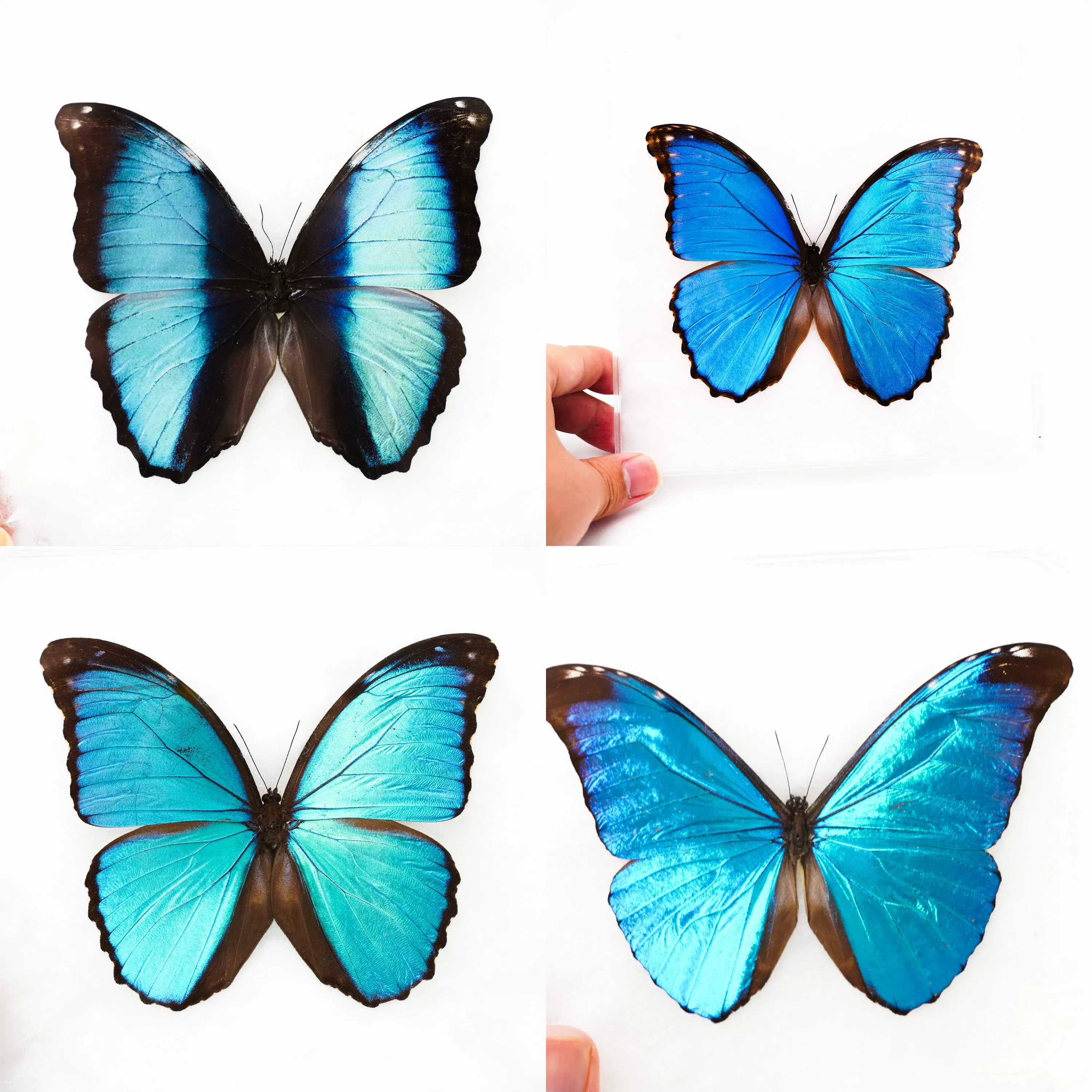 Rare Blue Gradient Color Butterfly 13-15CM Real Butterfly Insect Specimen Collectible Display Gift MOROHO DIDIUS Morpho Absoloni