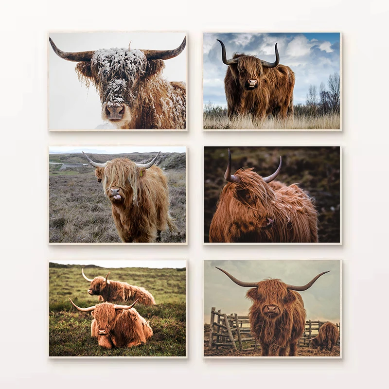 (No frame)Wildlife Scottish Highland Cow Landscape Farm Animals Photography Nordic Poster Canvas Painting Wall Art Pictures H
