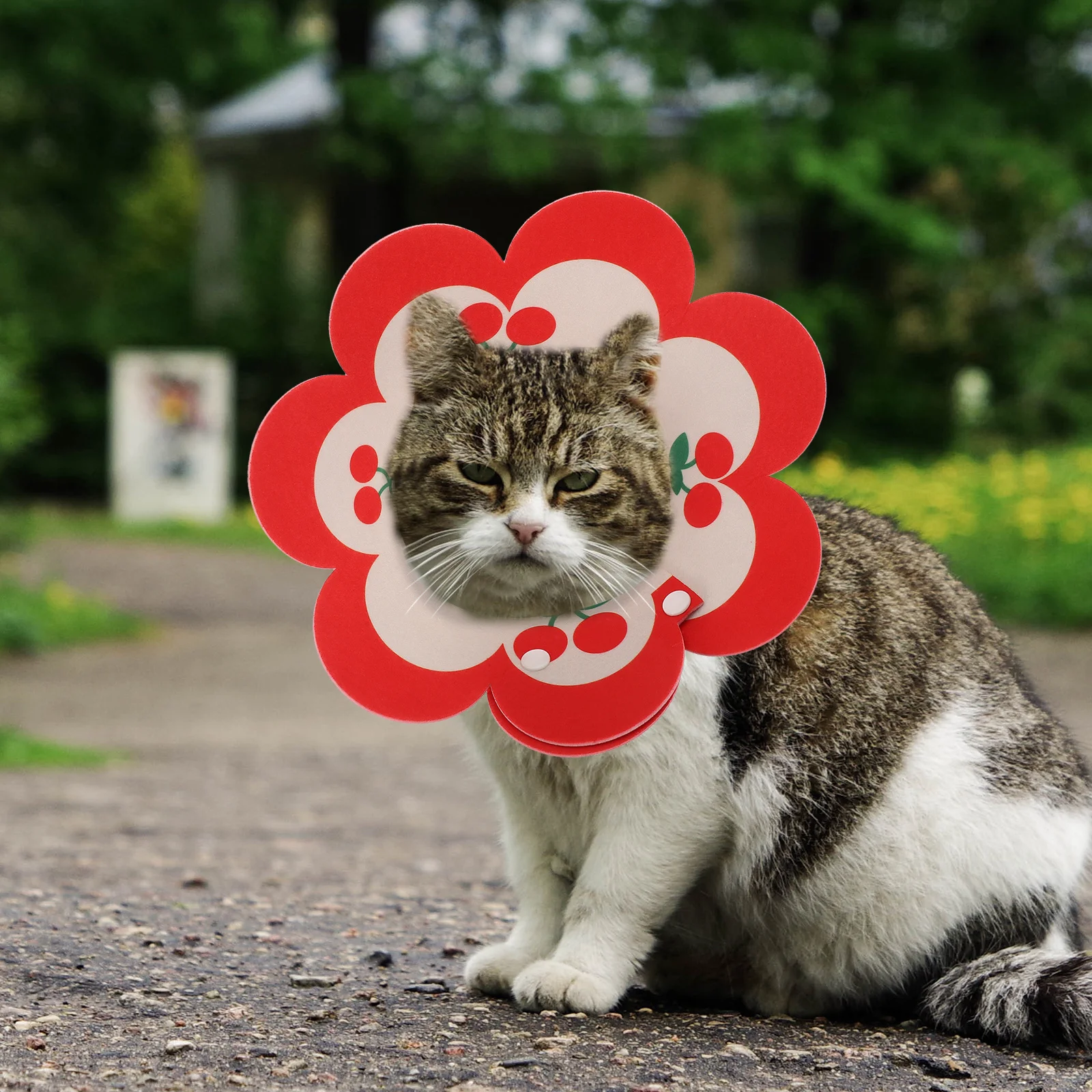 

Cat Collar Pet Protective Collars Kitten Accessories Cute for Cats Surgery