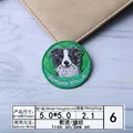 Border collie