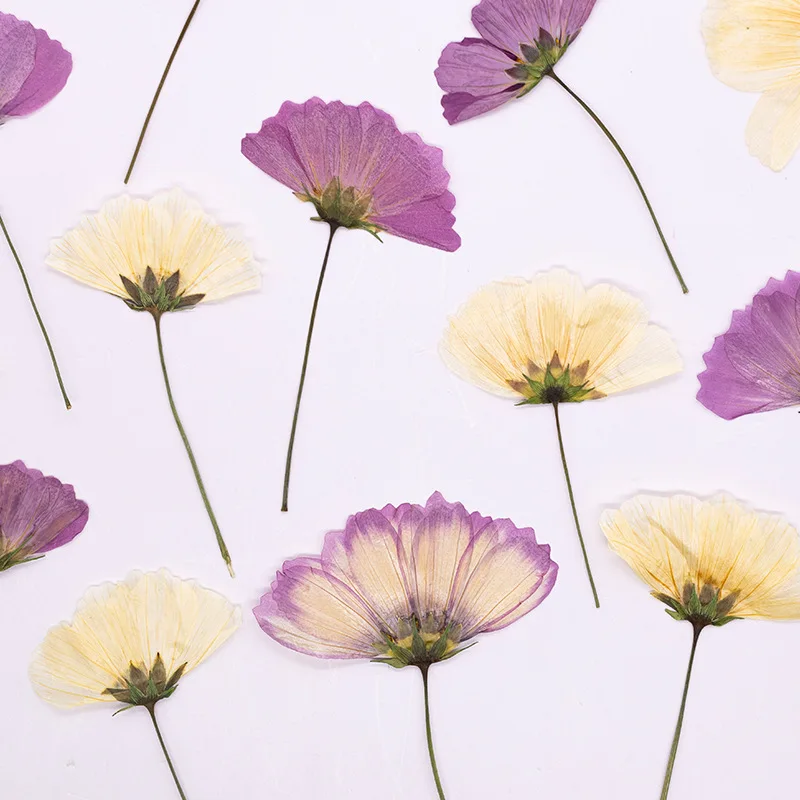 12 Stück, gepresste Gesang-Blume, echtes Trockenblumen-Zubehör für DIY-Lesezeichen, Gesichtsdekoration und handgefertigte Tropfkleber-Telefonhülle, Fotorahmen – Detail 2